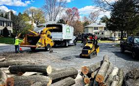 Best Root Management and Removal  in Newcastle, WA