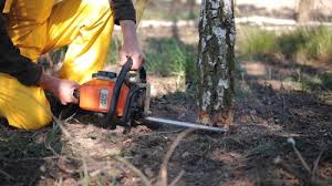 Best Tree and Shrub Care  in Newcastle, WA