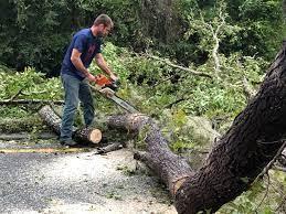 Best Tree Removal  in Newcastle, WA