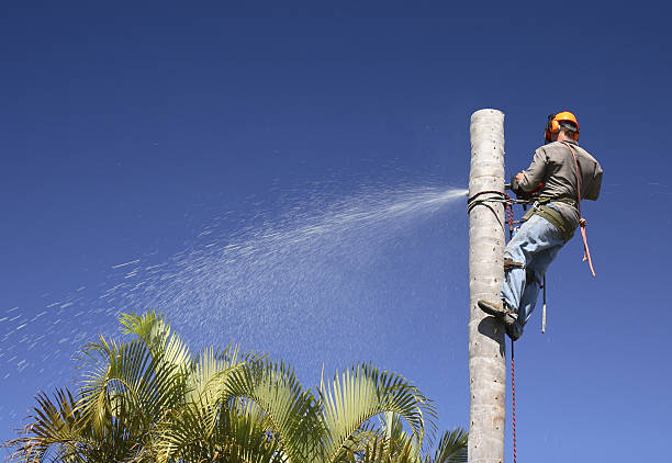 Best Lawn Irrigation Installation and Maintenance  in Newcastle, WA