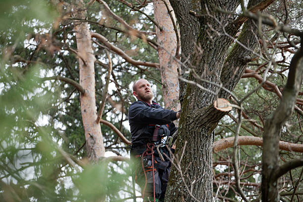 Best Fruit Tree Pruning  in Newcastle, WA