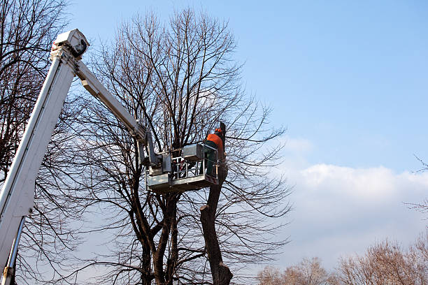 Best Seasonal Cleanup (Spring/Fall)  in Newcastle, WA