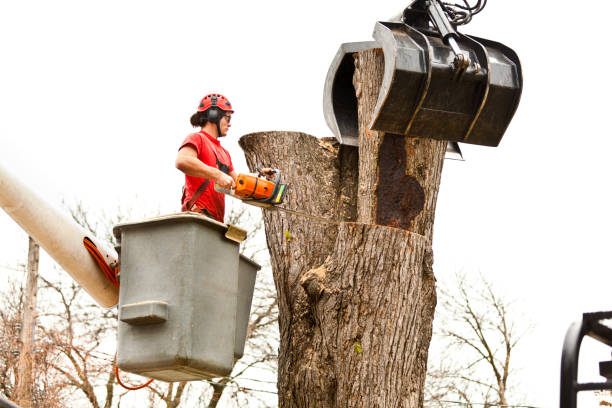 Best Hazardous Tree Removal  in Newcastle, WA